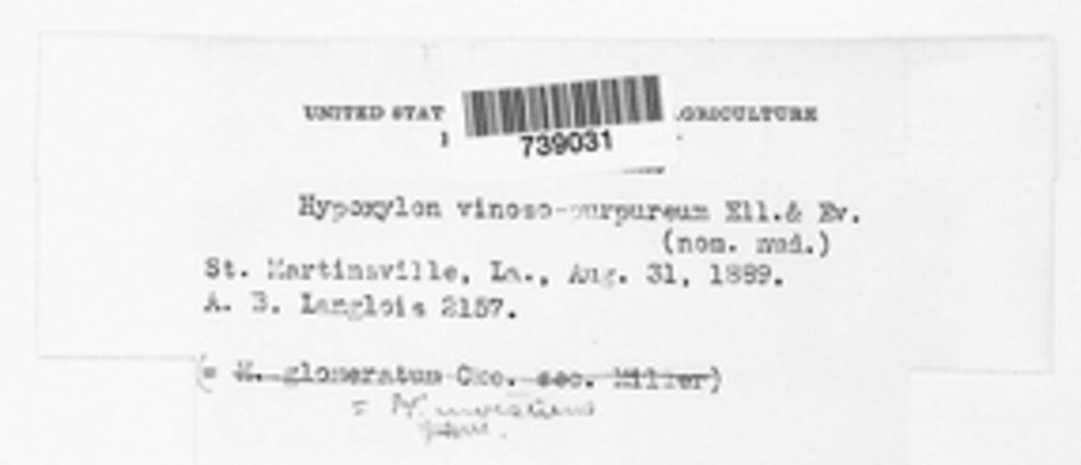 Hypoxylon vinosopurpureum image